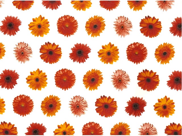 Gerbera Chintz 200mm x 200mm - Click Image to Close